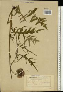 Cirsium rivulare (Jacq.) All., Eastern Europe, Belarus (E3a) (Belarus)