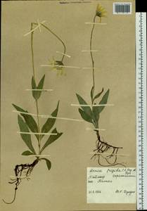 Arnica griscomii subsp. frigida (Iljin) S. J. Wolf, Siberia, Central Siberia (S3) (Russia)