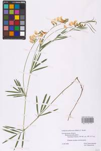 Lathyrus pallescens (M.Bieb.) K.Koch, Eastern Europe, Central forest-and-steppe region (E6) (Russia)