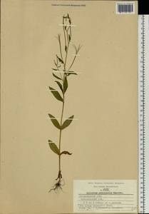 Epilobium ciliatum subsp. ciliatum, Eastern Europe, Central region (E4) (Russia)