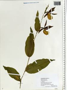 Cypripedium calceolus L., Eastern Europe, Central forest region (E5) (Russia)
