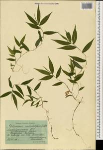 Oplismenus undulatifolius (Ard.) Roem. & Schult., Caucasus, Azerbaijan (K6) (Azerbaijan)