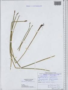 Eleocharis palustris (L.) Roem. & Schult., Caucasus, South Ossetia (K4b) (South Ossetia)
