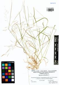 Agrostis stolonifera L., Siberia, Baikal & Transbaikal region (S4) (Russia)