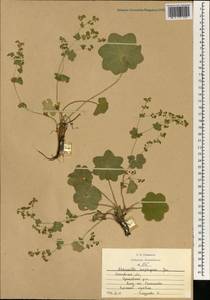 Alchemilla heptagona Juz., Eastern Europe, Moscow region (E4a) (Russia)