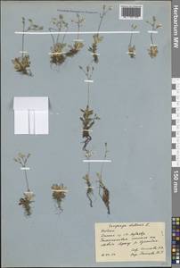 Micranthes stellaris subsp. stellaris, Eastern Europe, Northern region (E1) (Russia)