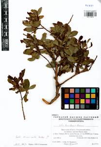 Salix divaricata Pall., Siberia, Baikal & Transbaikal region (S4) (Russia)