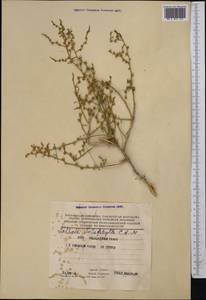 Halothamnus subaphyllus (C. A. Mey.) Botsch., Middle Asia, Karakum (M6) (Turkmenistan)