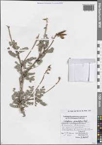 Calophaca grandiflora Regel, Middle Asia, Pamir & Pamiro-Alai (M2) (Uzbekistan)