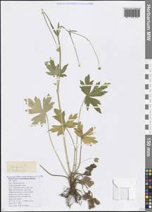 Ranunculus elegans K. Koch, Caucasus, Black Sea Shore (from Novorossiysk to Adler) (K3) (Russia)