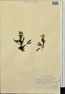 Pedicularis oederi, Siberia, Altai & Sayany Mountains (S2) (Russia)