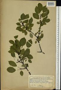 Rhamnus parvifolia Bunge, Eastern Europe, Moscow region (E4a) (Russia)