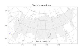 Salvia rosmarinus Spenn., Atlas of the Russian Flora (FLORUS) (Russia)