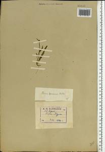 Rumex acetosa L., Eastern Europe, Northern region (E1) (Russia)