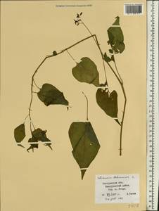 Solanum dulcamara L., Eastern Europe, Central forest region (E5) (Russia)