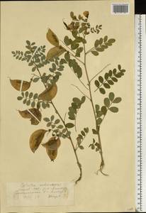 Colutea arborescens L., Eastern Europe, Lithuania (E2a) (Lithuania)