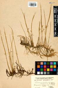 Juncus filiformis L., Siberia, Baikal & Transbaikal region (S4) (Russia)