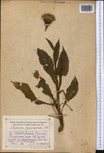 Saussurea sordida Kar. & Kir., Middle Asia, Northern & Central Tian Shan (M4) (Kyrgyzstan)