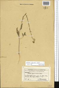 Camelina microcarpa Andrz. ex DC., Middle Asia, Western Tian Shan & Karatau (M3) (Kazakhstan)