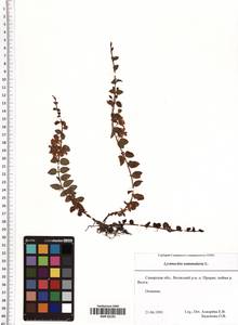 Lysimachia nummularia L., Eastern Europe, Middle Volga region (E8) (Russia)