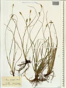 Carex michelii Host, Caucasus, Stavropol Krai, Karachay-Cherkessia & Kabardino-Balkaria (K1b) (Russia)