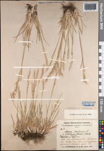 Helictochloa hookeri (Scribn.) Romero Zarco, Middle Asia, Northern & Central Kazakhstan (M10) (Kazakhstan)