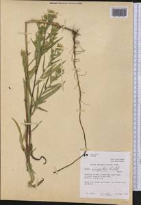 Symphyotrichum lanceolatum (Willd.) G. L. Nesom, America (AMER) (Canada)