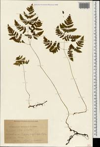 Gymnocarpium dryopteris (L.) Newman, Caucasus, Krasnodar Krai & Adygea (K1a) (Russia)