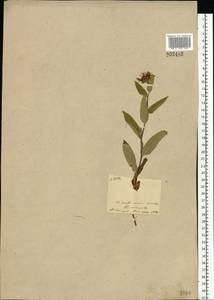 Eurybia sibirica subsp. sibirica, Eastern Europe, Northern region (E1) (Russia)