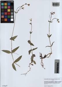 KUZ 004 515, Cerastium pauciflorum Stev. ex Ser., Siberia, Altai & Sayany Mountains (S2) (Russia)