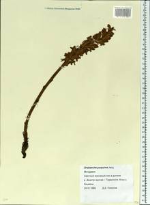 Phelipanche purpurea (Jacq.) Soják, Eastern Europe, Moldova (E13a) (Moldova)