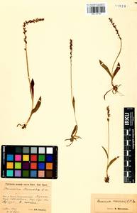 Herminium monorchis (L.) R.Br., Siberia, Baikal & Transbaikal region (S4) (Russia)