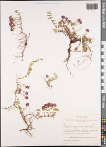 Thymus mongolicus (Ronniger) Ronniger, Siberia, Altai & Sayany Mountains (S2) (Russia)