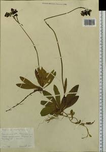 Pilosella aurantiaca subsp. aurantiaca, Siberia, Russian Far East (S6) (Russia)