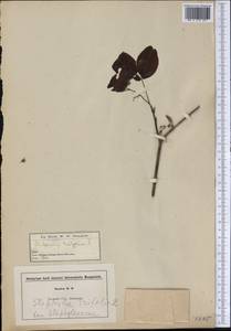 Staphylea trifolia L., America (AMER) (United States)