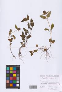 Prunella vulgaris L., Eastern Europe, Northern region (E1) (Russia)