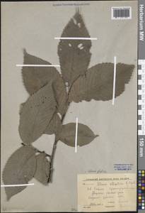 Ulmus glabra Huds., Caucasus, Krasnodar Krai & Adygea (K1a) (Russia)