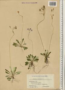 Primula farinosa L., Eastern Europe, Latvia (E2b) (Latvia)
