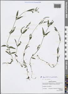 Epilobium palustre L., Siberia, Chukotka & Kamchatka (S7) (Russia)