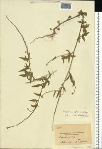 Sisymbrium officinale (L.) Scop., Eastern Europe, Moscow region (E4a) (Russia)