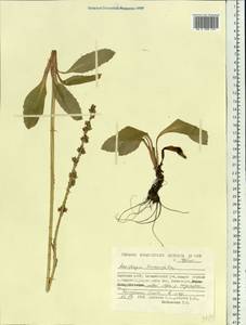 Micranthes hieraciifolia (Waldst. & Kit.) Haw., Siberia, Yakutia (S5) (Russia)