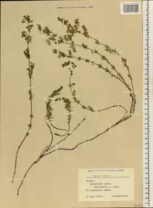 Galium verum L., Eastern Europe, Latvia (E2b) (Latvia)