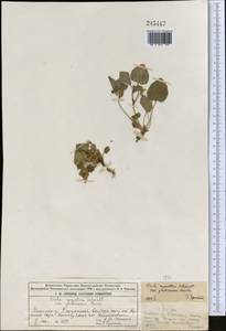 Viola rupestris F.W.Schmidt, Middle Asia, Dzungarian Alatau & Tarbagatai (M5) (Kazakhstan)