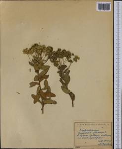 Euphorbia glareosa Pall. ex M.Bieb., Western Europe (EUR) (Bulgaria)