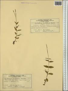 Epilobium lactiflorum Hausskn., Western Europe (EUR) (Norway)