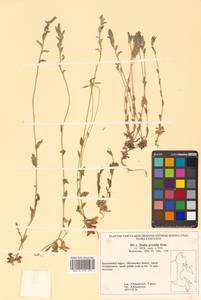 Draba juvenilis Kom., Siberia, Chukotka & Kamchatka (S7) (Russia)