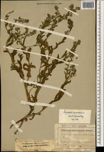 Lycopsis arvensis subsp. orientalis (L.) Kusn., Caucasus, Stavropol Krai, Karachay-Cherkessia & Kabardino-Balkaria (K1b) (Russia)