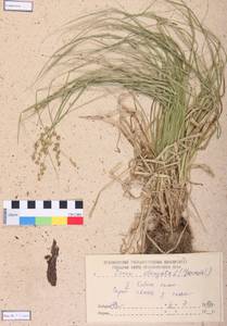 Carex elongata L., Siberia, Altai & Sayany Mountains (S2) (Russia)