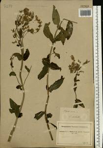 Nepeta nuda subsp. nuda, Eastern Europe, South Ukrainian region (E12) (Ukraine)