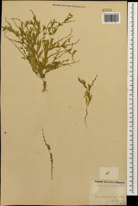 Euclidium syriacum (L.) W.T. Aiton, Caucasus, Azerbaijan (K6) (Azerbaijan)